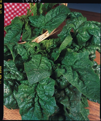 Picture of Spinach Giant Winter